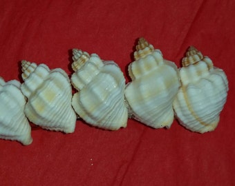 Seashell Hair Clip, Seashell Hair Barrette, Coastal Hair Clip, Handmade Hair Clip, Shell Hair Accessory, Seashell Barrette