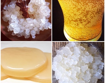 Kombucha + Water Kefir Starter Pack Organic Live Cultures SCOBY + Kefir Grains