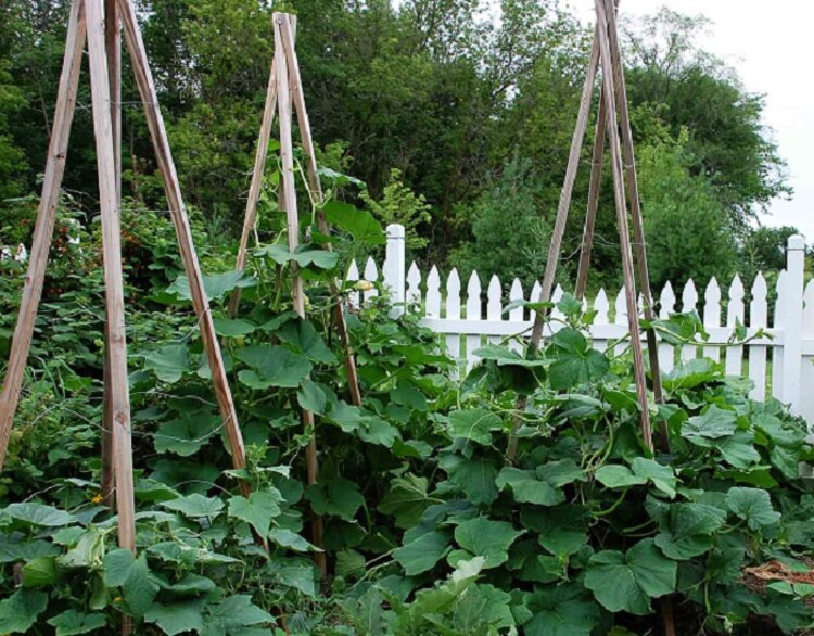 Climbing Zucchini Seeds Patio Summer Squash Seeds by nurseryseeds