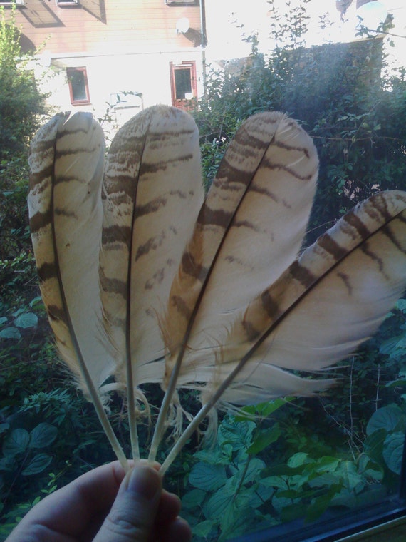 Eagle owl feathers shed by 'Rio' and by PaganTreasureChest 