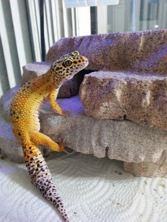 gecko hides