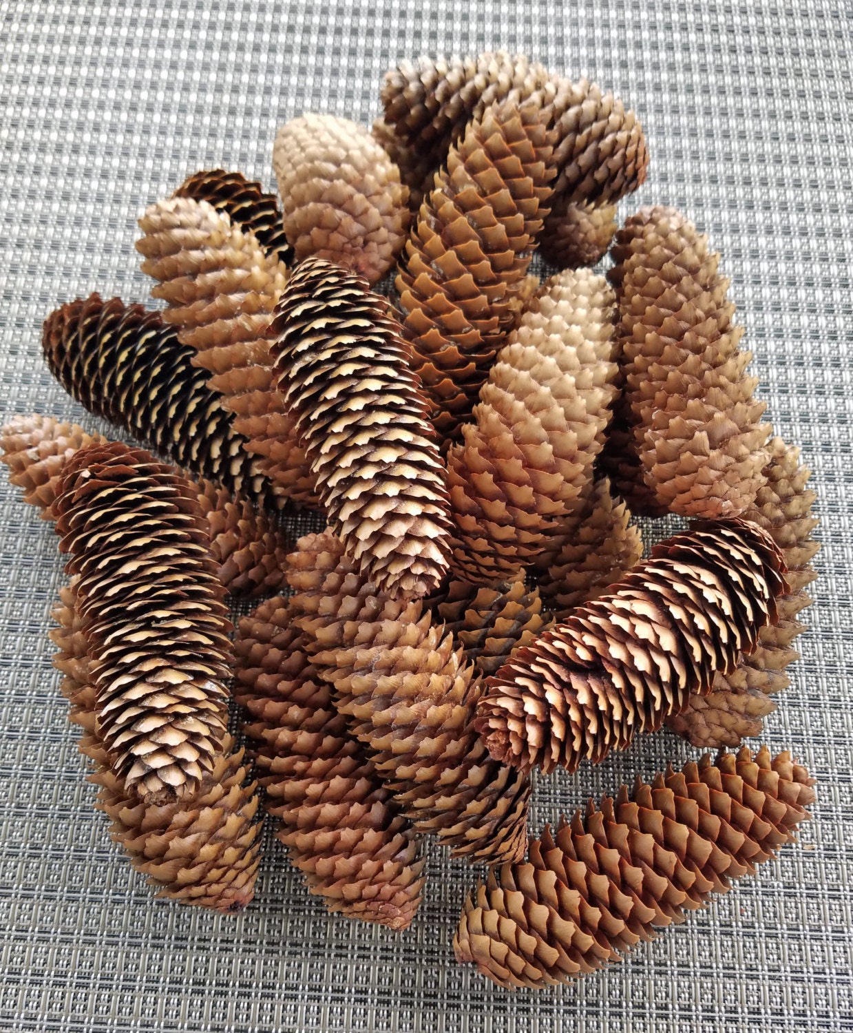 Real Pinecones Natural Pinecones Organic by MyFamilysNutz on Etsy