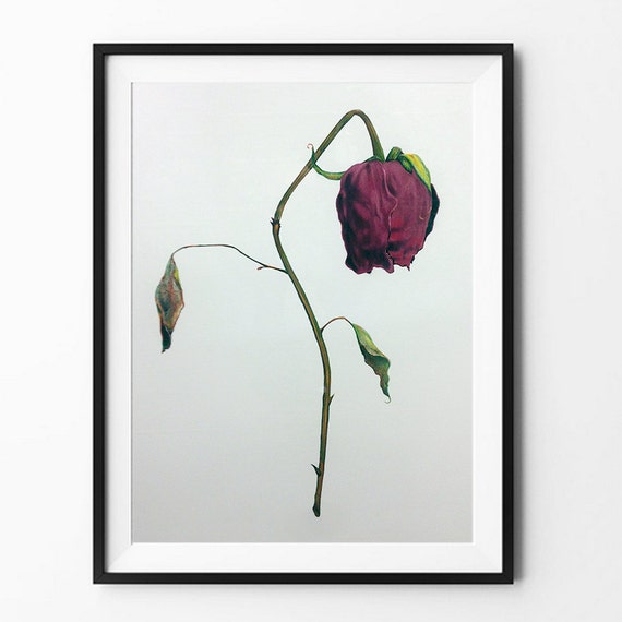 Dead Rose Drawing Fine Art Print/Poster by PortraitSociety