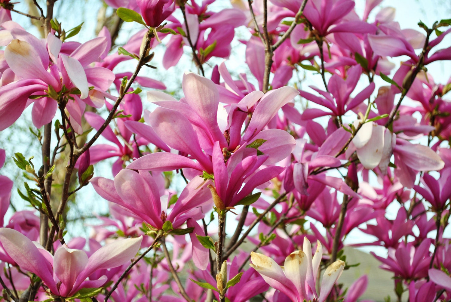 Magnolia Liliiflora Shrub 10 Seeds Mulan Garden Magnolia