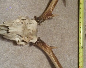 Deer skull mount | Etsy