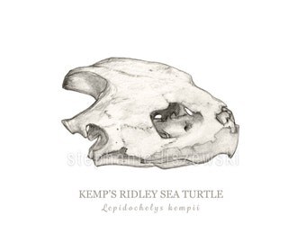 Items similar to Art by Sarah Rosedahl, Kemp's Ridley Sea Turle ...