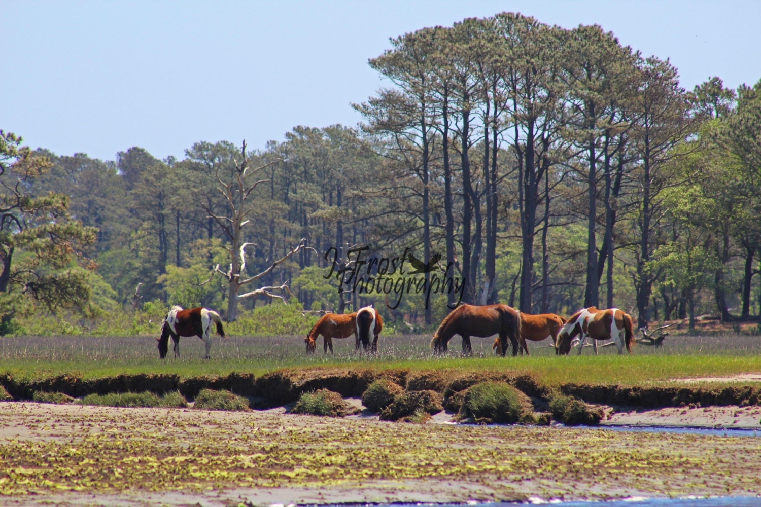 Chincoteague Island Chincoteague ponies wild horses by JFrostPhoto