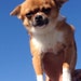 Chihuahua Lover