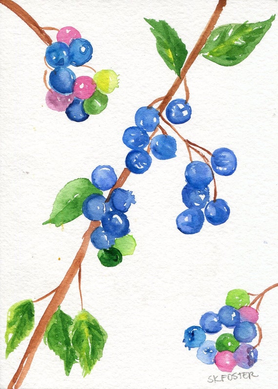 Blueberries Watercolors Paintings Original Art 5 X 7 Fruit
