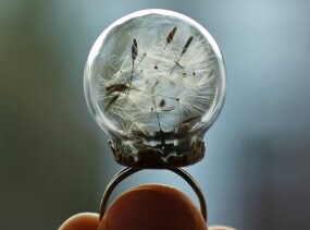 Real dandelion ring , dandelion seed jewelry , good luck ring , dandelion wish , mini terrarium jewellery , botanical jewelry , make a wish