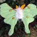 luna moth plush