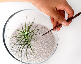 Air Plant Large Zen Garden (Discounted)