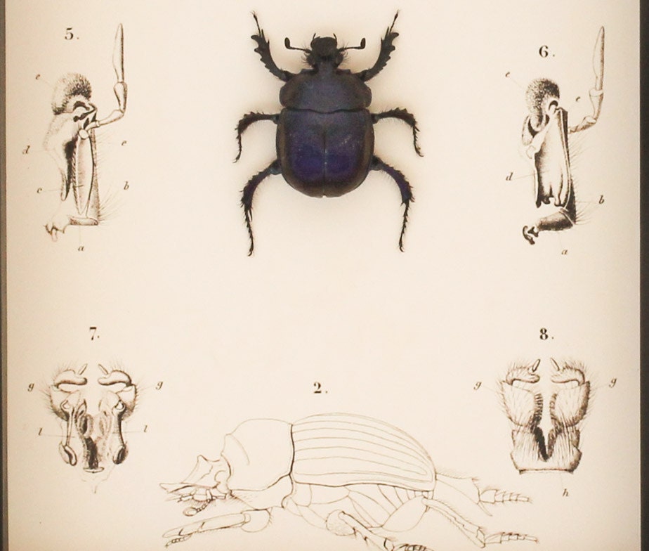 Preserved Scarab Beetle Anatomy Taxidermy Display