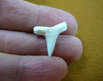 Lemon shark tooth | Etsy