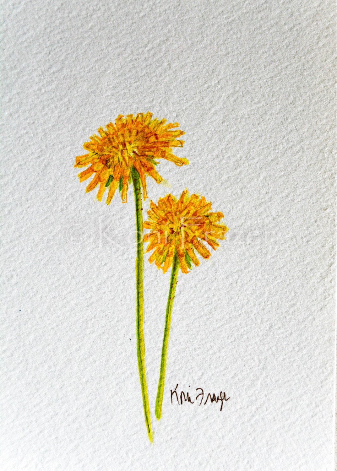 Dandelion watercolor painting / ten most interesting flower