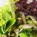 Cubits Baby Leaf Heirloom Lettuce Mix Greens Salad Seeds