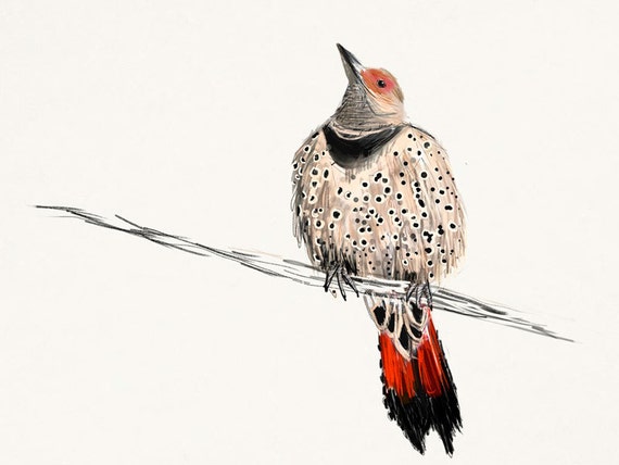 Northern Flicker Print Bird Illustration Digital Drawing