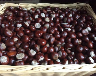 1 pound (approximately 50-60) Ohio Buckeye nuts. Dried and ready for decoration or projects