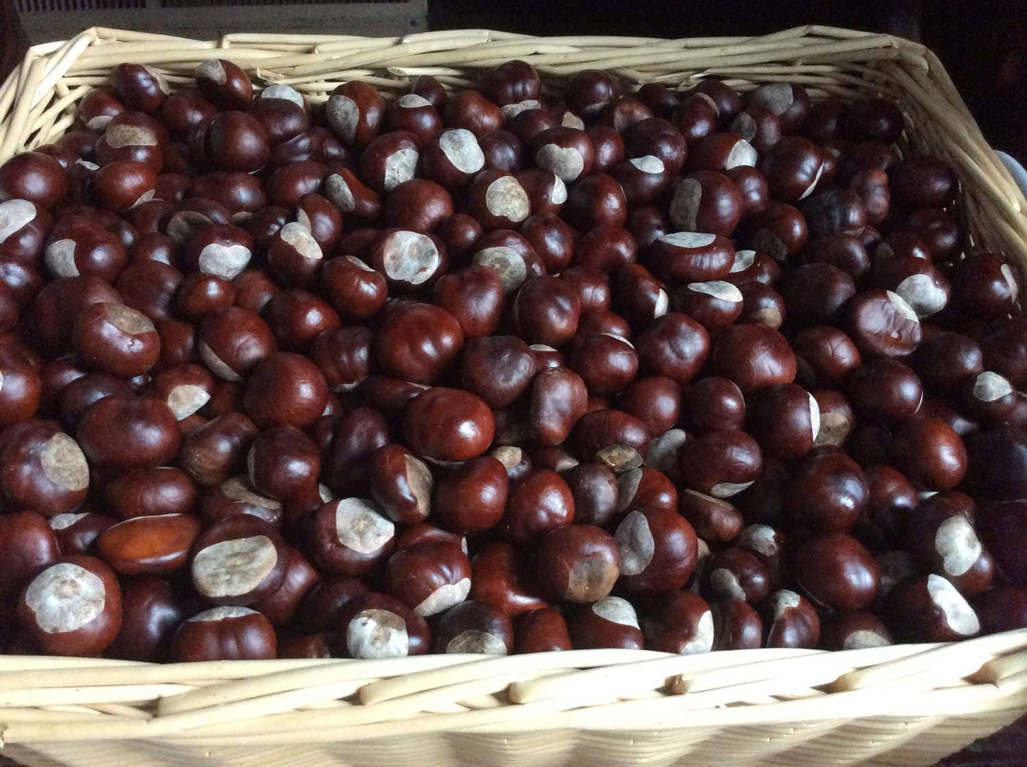 1 pound approximately 5060 Ohio Buckeye nuts. Dried and