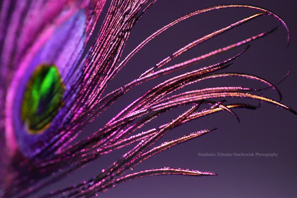 Peacock Feather Purple Peacock Photography by 8daysOfTreasures