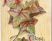 Yellow Wood grain Background with Ivy Leaves and Stems Friendship Vintage Postcard
