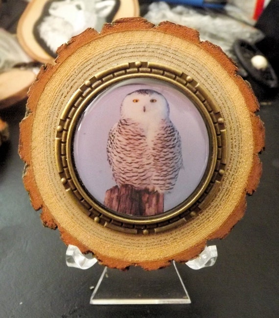 Owl Cabochon with Wood Slice Display