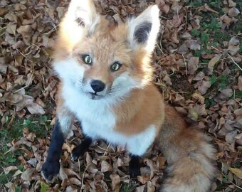 Do I still sell soft mounts and taxidermy? Of course! Click me to find out more!