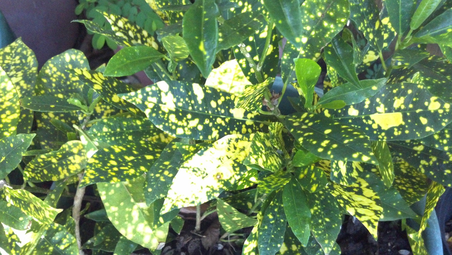 Croton 1 plant / Speckled Gold CODIAEUM