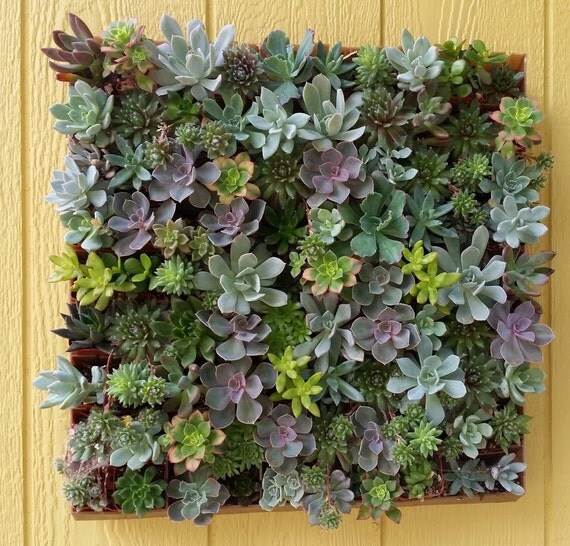 1 Fun DIY Living Succulent Wall perfect for by TheSucculentSource