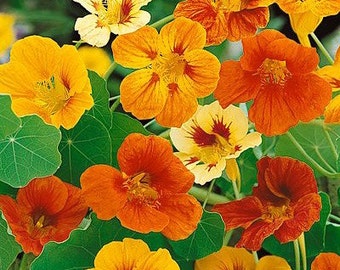 Nasturtium seeds, naturally grown, Oregon, Pacific Northwest