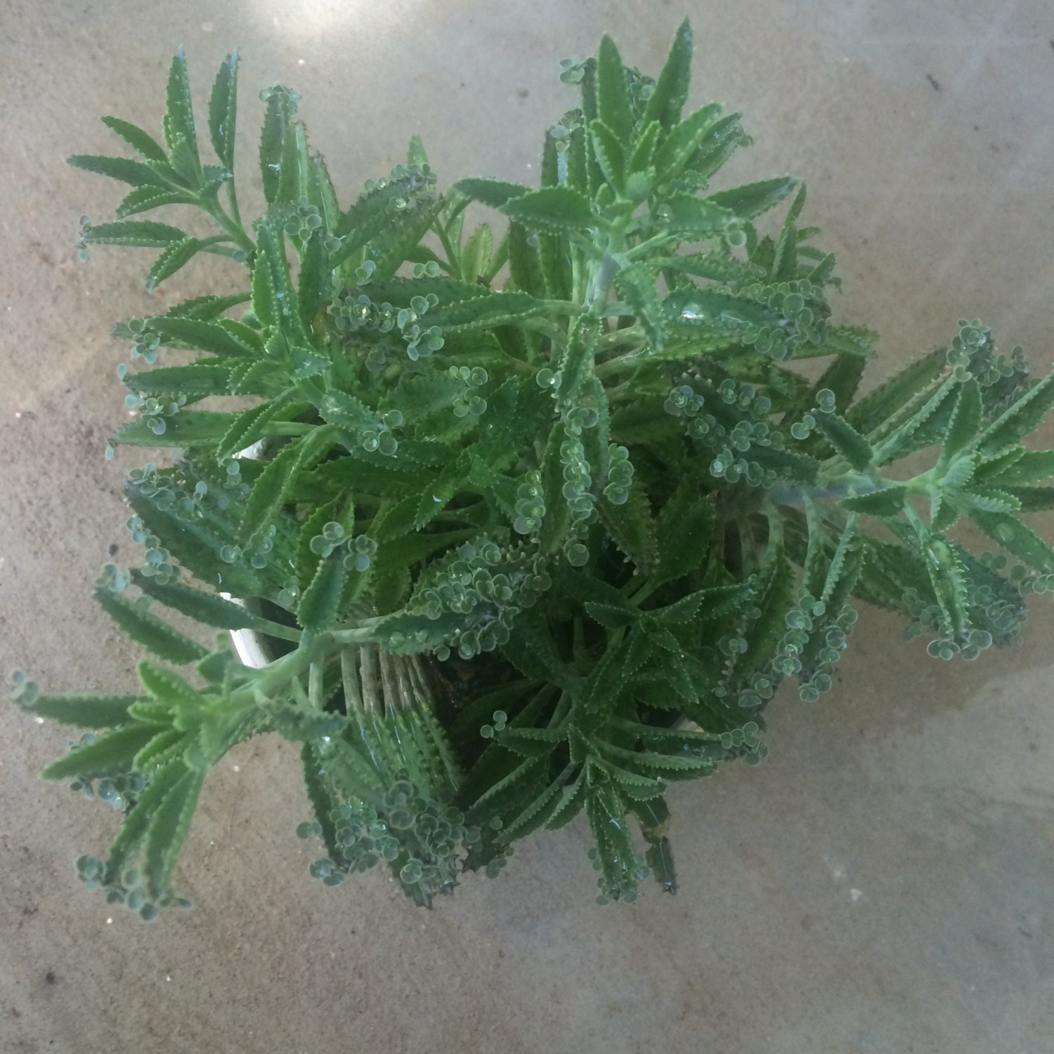 Alligator Plant AKA Mother of ThousandsSPECIAL PURCHASE