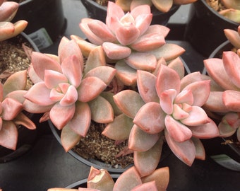 Succulent plant, "Alpenglow" Vera Higgins, forms rosettes that become somewhat bushy.