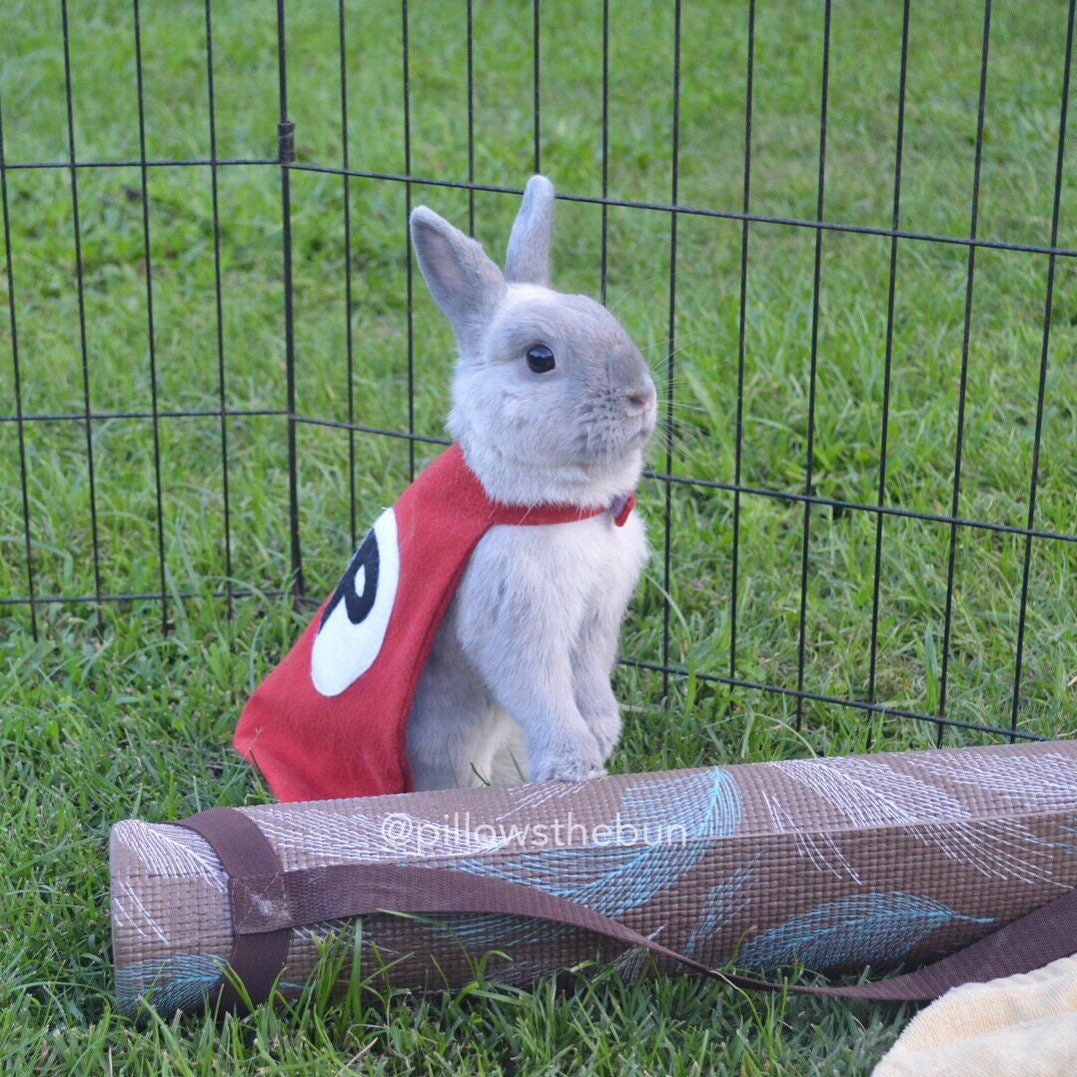 Superhero Cape For Small Animals Bunny Cape Pet Cape Guinea