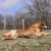 Ginger Rezy
