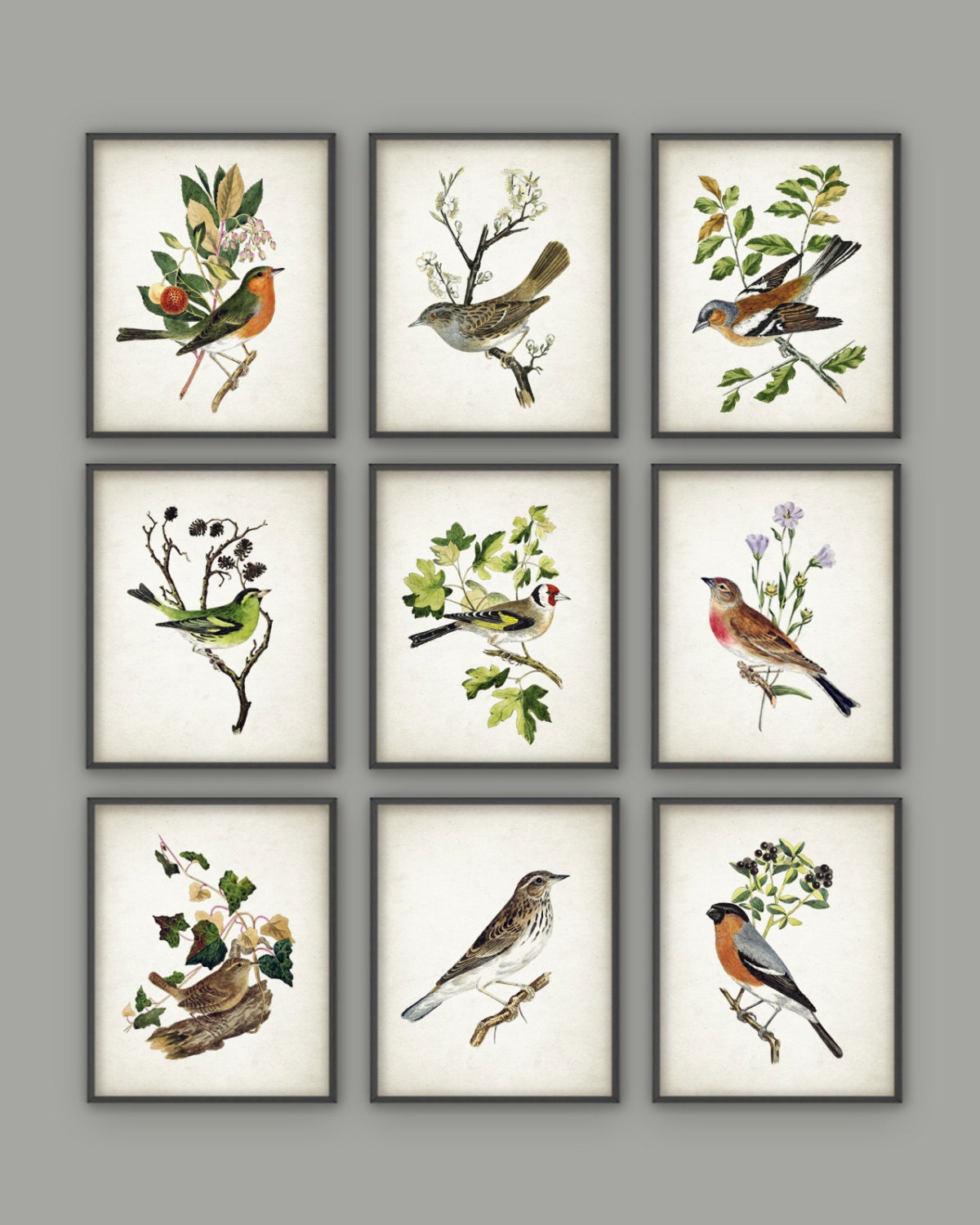 Bird Art Print Set of 9 Vintage Bird Home Decor Antique