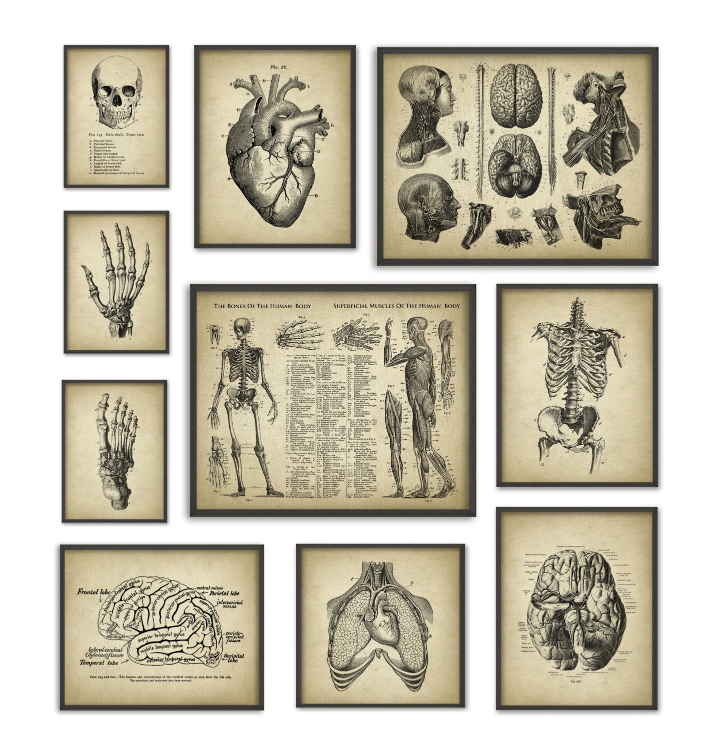 Human Anatomy Antique Art Print Set of 10 Vintage Anatomy