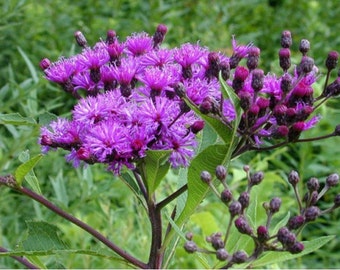 Ironweed- (Vernonia Fasciculata) 200 Seeds