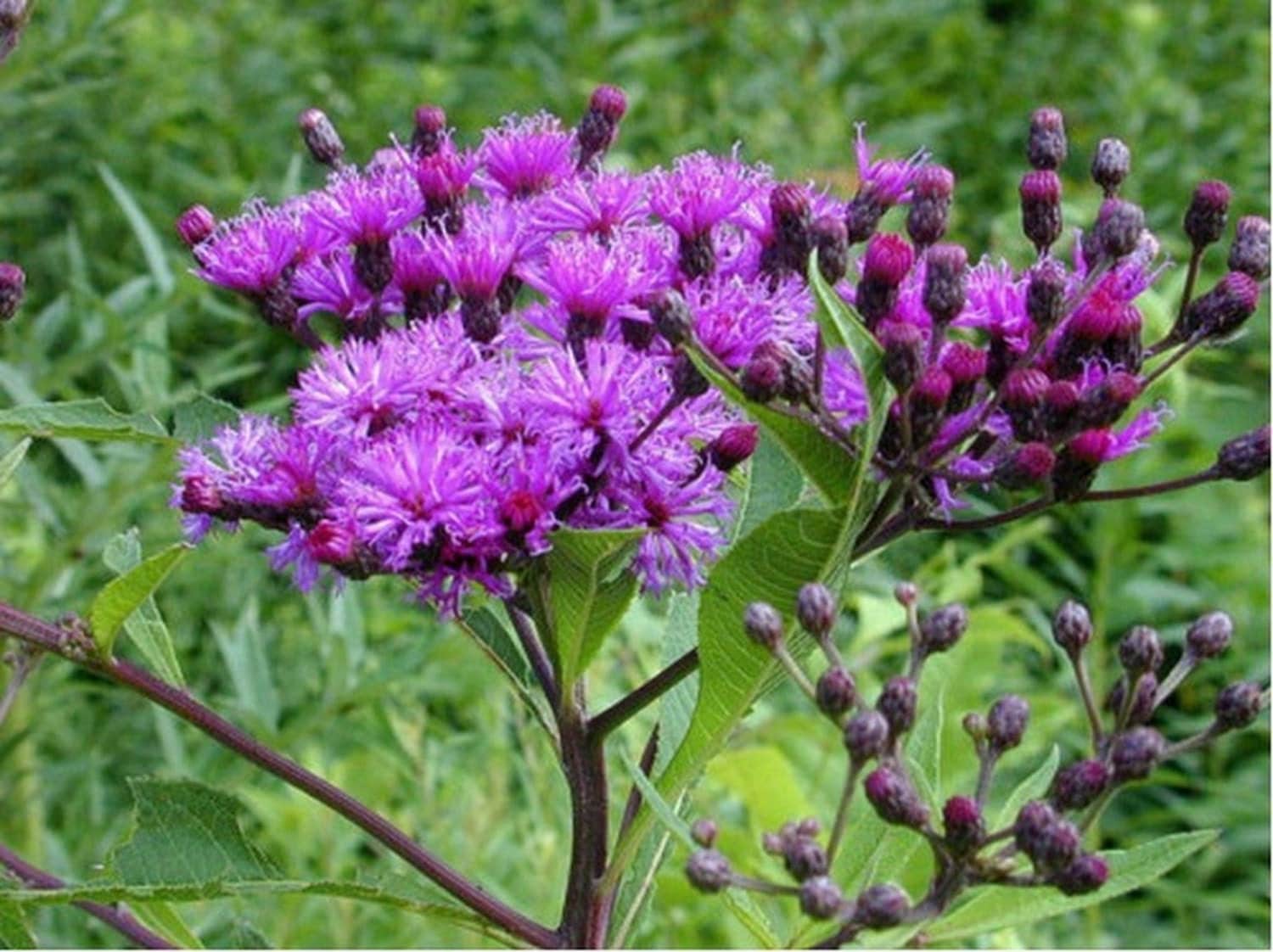 Ironweed Vernonia Fasciculata 200 Seeds