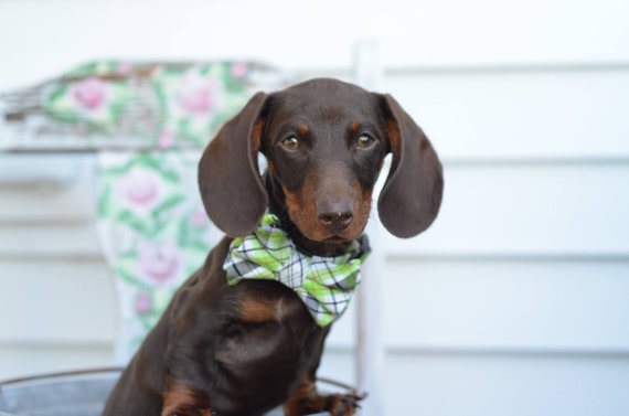 Dog collar with bow tie