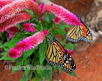 Fuschia butterfly | Etsy