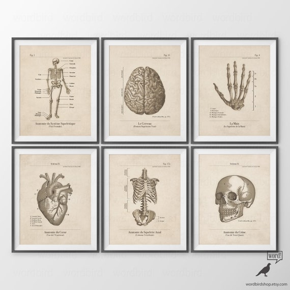 Human Anatomy Posters Set of 6 Human Anatomy Prints Vintage