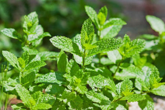 Menthol Essential Oil Mentha arvensis SEMI-SOLID