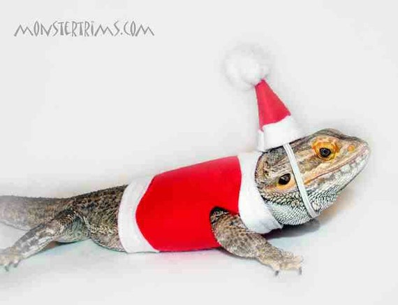bearded dragon christmas outfits