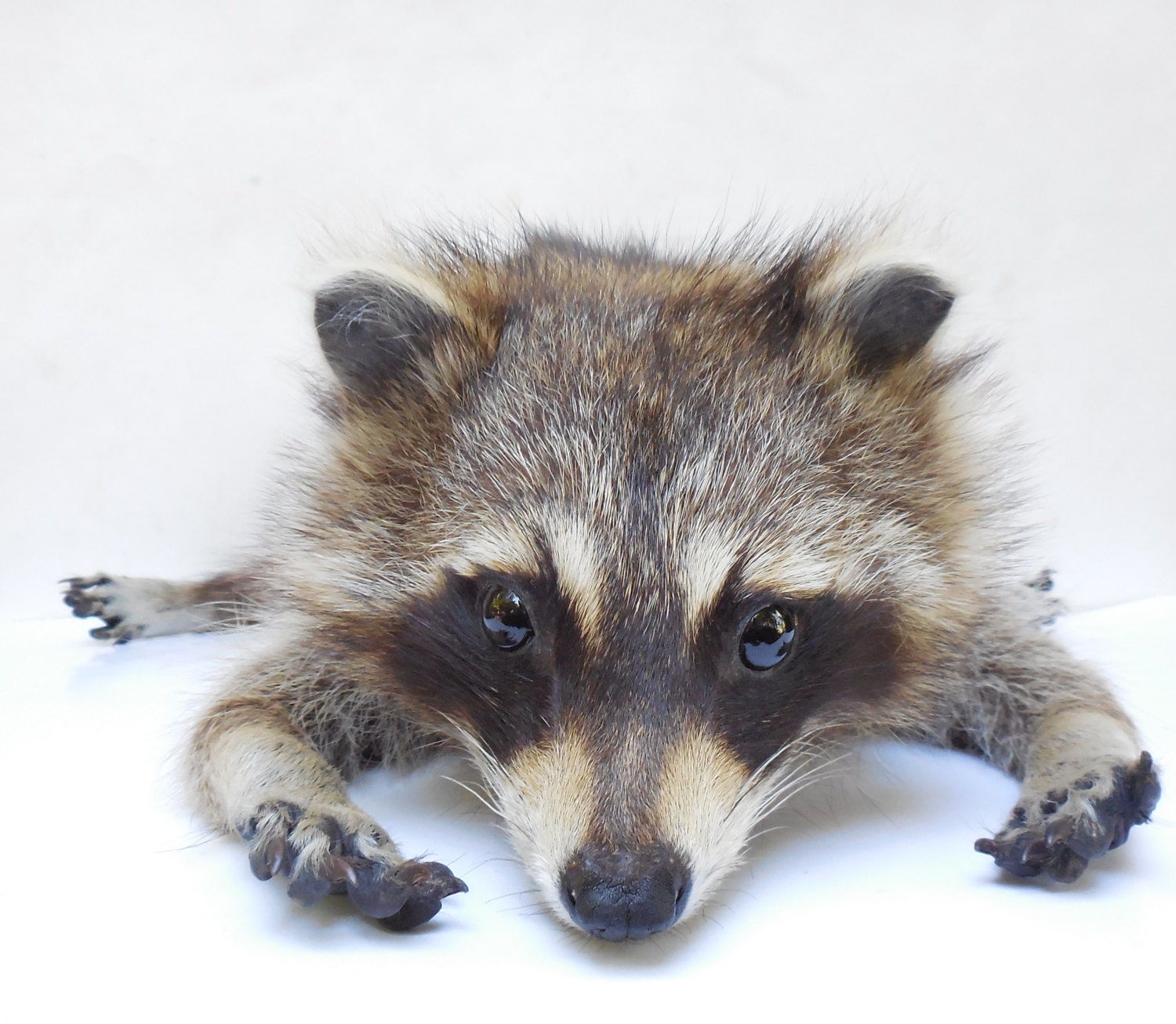 stuffed raccoon taxidermy