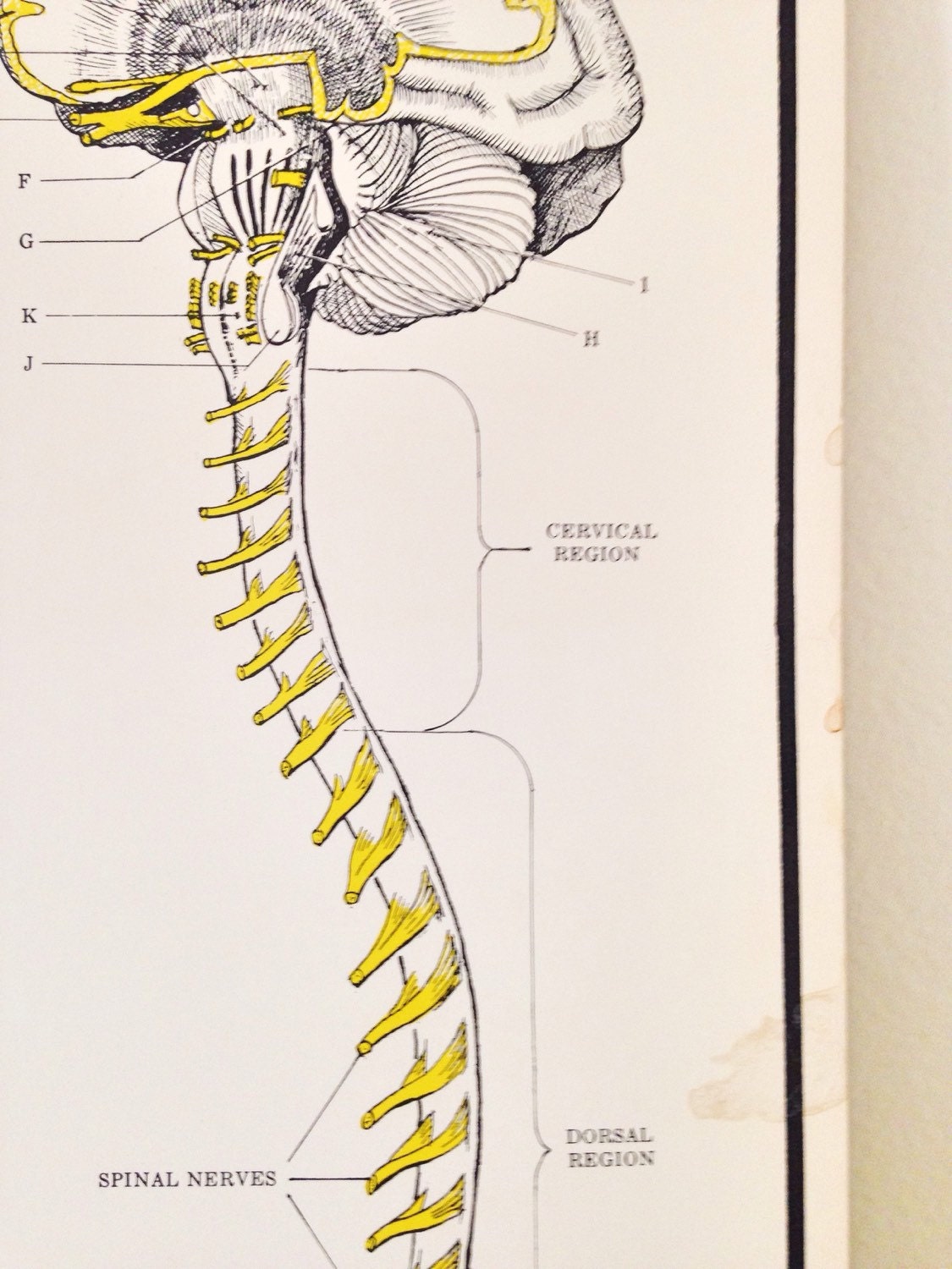 Vintage Anatomy Chart / Neurological Brain Anatomy Chart