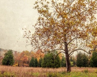 Items similar to Nature Photography - Vibrant Fall Foliage - Autumn