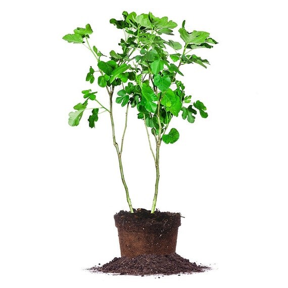 Brown+Turkey+Fig+Tree+Size Brown Turkey Fig Tree size: 5 gallon by PerfectPlantsNursery