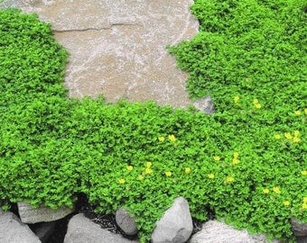 Rupturewort Green Carpet Ground Cover Seeds (Herniaria Glabra) 200+Seeds