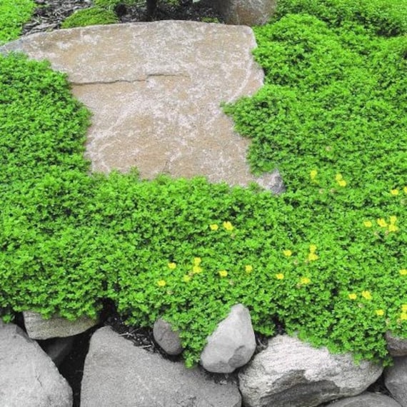 Rupturewort Green Carpet Ground Cover Seeds Herniaria Glabra