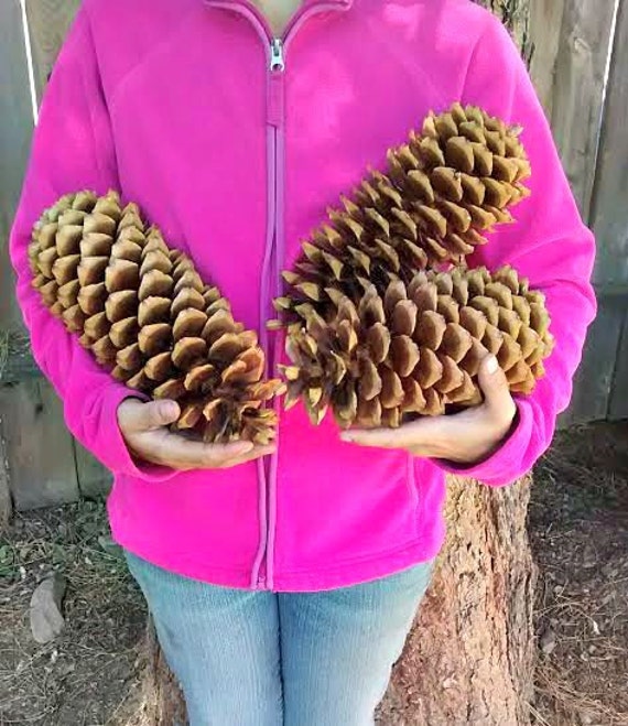 Items similar to 10 EXTRA LARGE Sugar Pine Cones ~ Rustic, Country ...